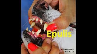 Epulis gum tumour in a 10yearold Spitz Pt 12 [upl. by Anirdnaxela]