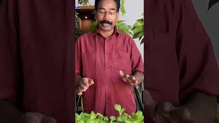 petunia single Petals sale video തൈകൾ വിൽപ്പനക്ക് shortvideo youtubeshorts ytshorts [upl. by Hege]