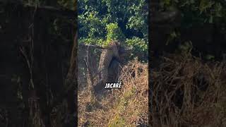 ONÇA CAÇANDO JACARÉ ENTENDA ESSE ANIMAL onça jacaré fatos curiosidades viralshorts [upl. by Eikcaj130]