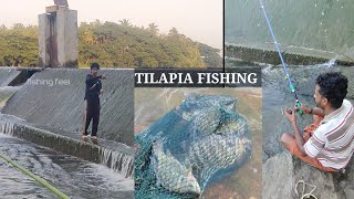 ഒഴുക്ക് വെള്ളത്തിൽ tilapia മീൻ ഈസി ആയിട്ട് പിടിക്കാൻ ഇങ്ങനെ ചെയ്‌താൽ മതി tilapia fishing fishing [upl. by Nolyarb]