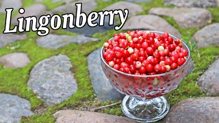 LINGONBERRY  Blueberrys Delicious Cousin  Weird Fruit Explorer [upl. by Black]