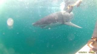 Great White Shark quotRaquot 20014 [upl. by Rhett]