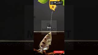 Meet the archerfish nature’s sharpshooter archerfish factshorts facts shorts short viralfacts [upl. by Nrehtak977]