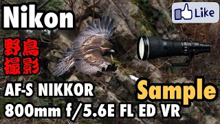 ☆C♪R☆ Sample Photo！Nikon AFS NIKKOR 800mm f56E FL ED VR【野鳥撮影】 [upl. by Dudley585]