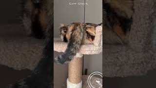 Cat Clock alarm time to feed your cat [upl. by Nehte]