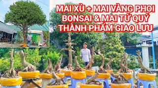 PHONG zalo0798003226Mai xùmai vàng phoi amp mai tứ quý TP GL 13112024 ĐCQThốt Nốt TPCT [upl. by Neile581]