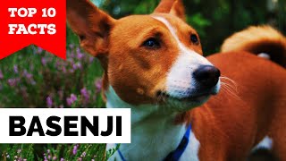 Basenji  Top 10 Facts [upl. by Rolandson126]