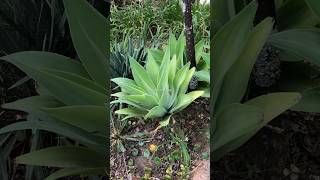 Agave Attenuata Salm Dyck conhecida como Tromba de Elefante alegriaverdetina shorts [upl. by Eilagam]