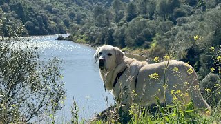 Ruta del Agua con nuestro perro [upl. by Pappano]