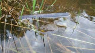 Gelbbauchunke  Yellowbellied toad [upl. by Eran]