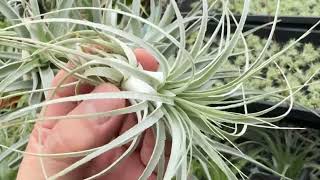 チランジア チャペウエンシス チュリフォルミス Tillandsia chapeuensis var turriformis＠フラワーショップ江口＊Tillandsia 生産育成農場：鹿児島県出水市 [upl. by Ollehto508]