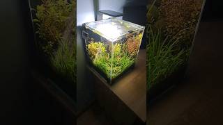 Aquarium cube LowTech 30L plantedtank aquascape lt akwarium fishtank fish plants shrimp [upl. by Heymann]