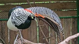 PAPAGO PARK CROATIA  EN Lady Amhersts pheasant Chrysolophus amherstiae [upl. by Okime]