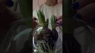 Гіацинт Hyacinthus hyacinth plantae plants квіти [upl. by Wanonah]