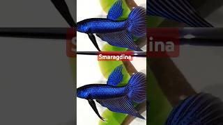 Betta  Smaragdina Breed பண்ணலாமா 🐟🐟🤔🤔 [upl. by Shelden971]