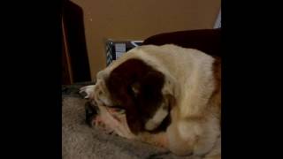 Sleeping English Bulldog [upl. by Kial]