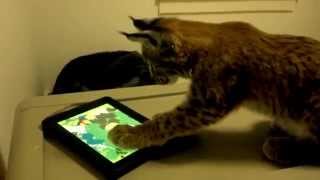 Siberian lynx playing with an iPad [upl. by Nhguavad]