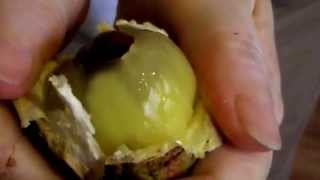 Borneo FruitSarawak new garden fruitThe Crystal Fruit Pometia Pinnata [upl. by Suirad]