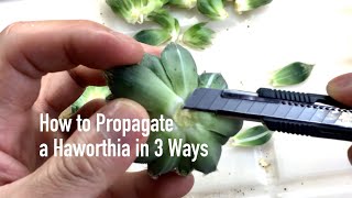 How to Propagate a Haworthia in 3 Ways [upl. by Ispep198]