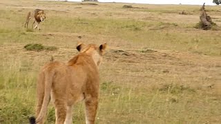 Big male lion shows lioness how to deal with hyenas [upl. by Nydnarb]