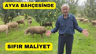 SIFIR MALİYETLE KOYUN BAKIYOR Ayva Bahçesinde 10 Ay Otlatıyor [upl. by Masha179]