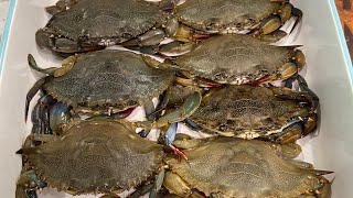 How To Cook A Soft Blue Crab Sandwich FAST AND EASY  Saxis Island Blue Crabs [upl. by Argile579]