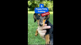 5 Puppy Potty Training Hacks  You Need To Know shorts [upl. by Oler]