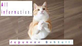 Japanese Bobtail Pros and Cons Price How to choose Facts Care History [upl. by Naesed]