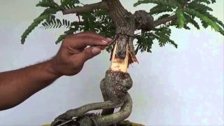 Bonsai Experiment Creating Nebari with Split Bark Technique [upl. by Rehpotisrhc352]