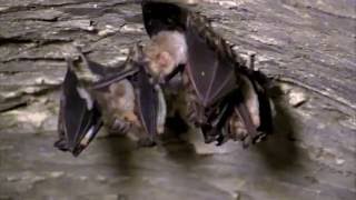 Zoologi e Speleologi insieme per conoscere e proteggere i pipistrelli [upl. by Dannye328]