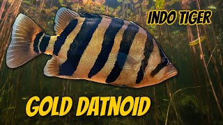 Gold Datnoid  Fish Profile and Complete Care Guide Datnioides Microlepis Indonesian Tigerfish [upl. by Nylyram]