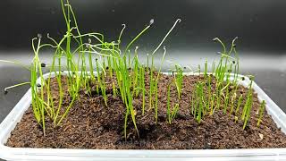 Chives From Seed Germination Time Lapse [upl. by Artinek]