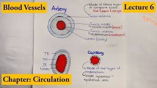 Cardiovascular System  Types of Blood Vessels 1409 [upl. by Neeluj383]