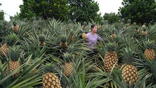 Harvesting Pineapple and Making Pineapple Fried Rice [upl. by Ocirrej]