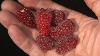 All About Berries  Strawberries Raspberries Blackberries Huckleberries  Andrew Weil  MD [upl. by Iruy]