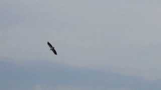 The Majestic White Bellied Seaeagle  Lor HalusRed BridgeSingapore [upl. by Atsira]