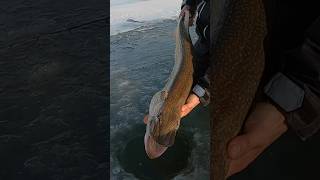 Ice Fishing Pike fishing icefishing pikefishing [upl. by Scuram]