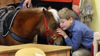 Miniature service horse makes her first visit to Winterberry Charter School [upl. by Zellner457]