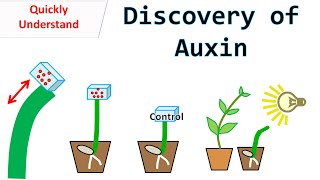 Discovery of Auxin [upl. by Notrom497]