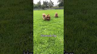 Furball Dogs Playing Tag [upl. by Alan]