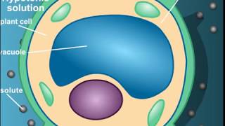 Plasmolysis animation for NEET By home academy [upl. by Neeruan]