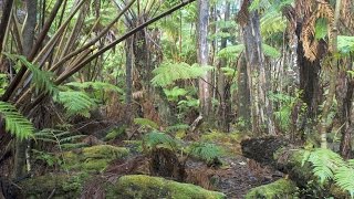 Hawaiian tropical rainforests Volcanoes National Park Big Island Hawaii USA North America [upl. by Idalla]