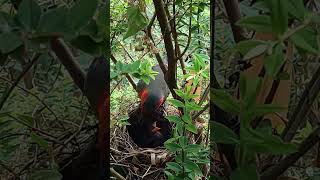 Red faced bird mother feeds 2 little birds this kind of beautiful bird is rare红脸鸟妈妈喂2只小鸟，这种漂亮的鸟儿很少见 [upl. by Erle]