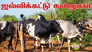 ஜோடி 25 ஆயிரம்தரமான காளை கன்றுகள்கிடை மாடுகள் vivasayaarvalargal cows desicow kidaimadu calf [upl. by Mouldon]