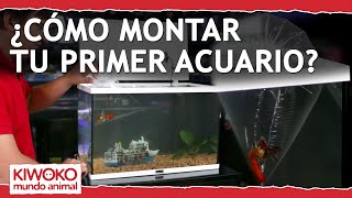 Tutorial para Montar tu PRIMER Acuario 💧🌿 [upl. by Ardnassela112]