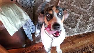 correcting behavior with a Catahoula [upl. by Samantha47]