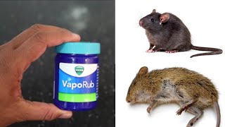 MAGIC VIKS VAPORUB How To Get Rid of Mouse Rats Permanently In a Natural Way  Mr Maker [upl. by Lieberman]