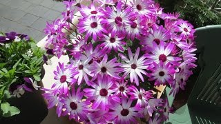 My Senetti [upl. by Rabi]