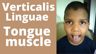 Verticalis linguae  Tongue muscle Verticalis linguae muscle of tongue action  Hypoglossal nerve [upl. by Peltier14]