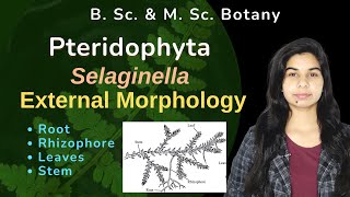 Pteridophyta  Selaginella  External morphology  Botany  B Sc amp M Sc [upl. by Aynwad]